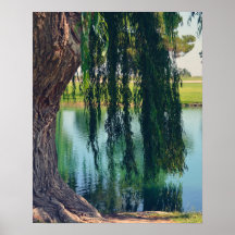 Weeping Willow Tree 20" x 16" Poster Paper (Matte)