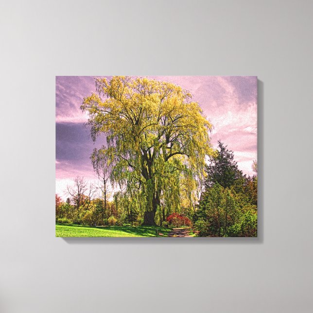 Weeping Willow Tree Canvas Print (Front)