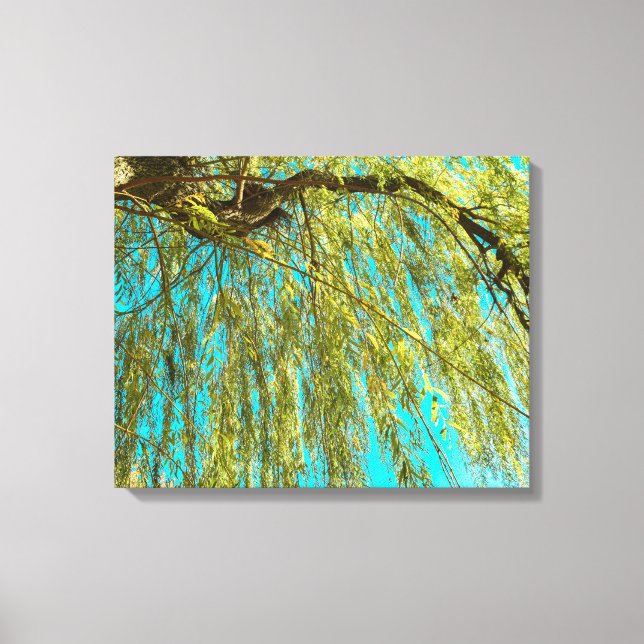 Weeping willow tree photo canvas print (Front)