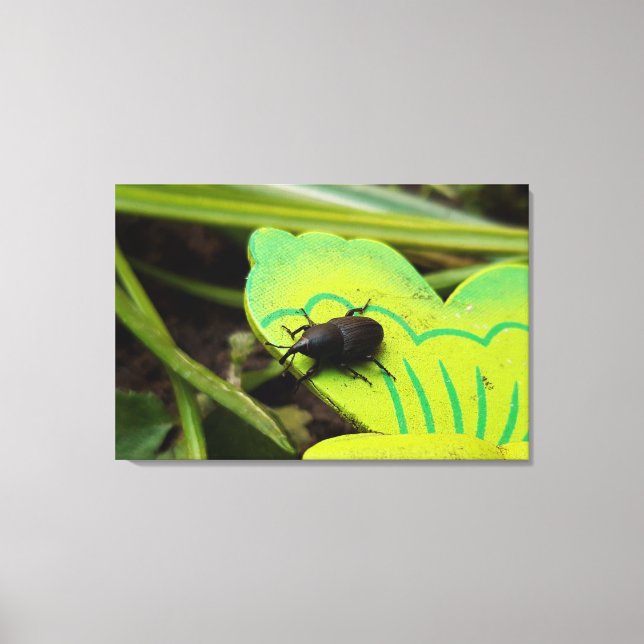 Weevil , Beetles , Curculionoidea , Bug Canvas Print (Front)
