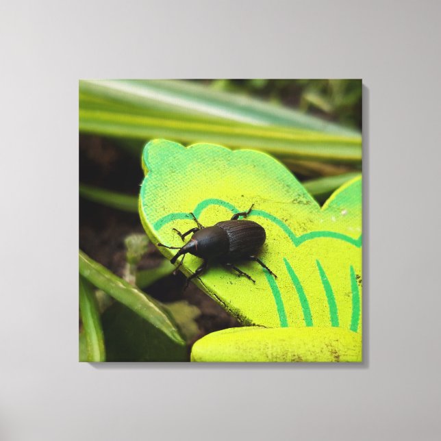 Weevil , Beetles , Curculionoidea , Bug Canvas Print (Front)