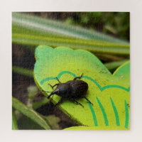 Weevil , Beetles , Curculionoidea , Bug