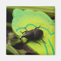 Weevil , Beetles , Curculionoidea , Bug