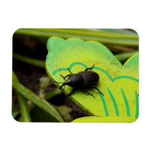Weevil , Beetles , Curculionoidea , Bug Magnet