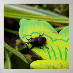 Weevil , Beetles , Curculionoidea , Bug Poster