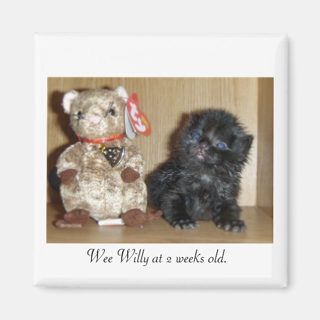 WEEWILLYvs4inchBB-1, Wee Willy at 2 weeks old. Magnet (Front)