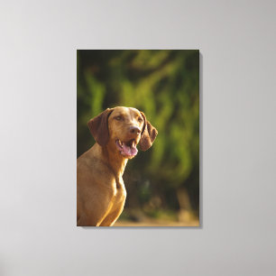 Weimaraner 3 canvas print