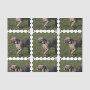 weimaraner-6 tissue paper