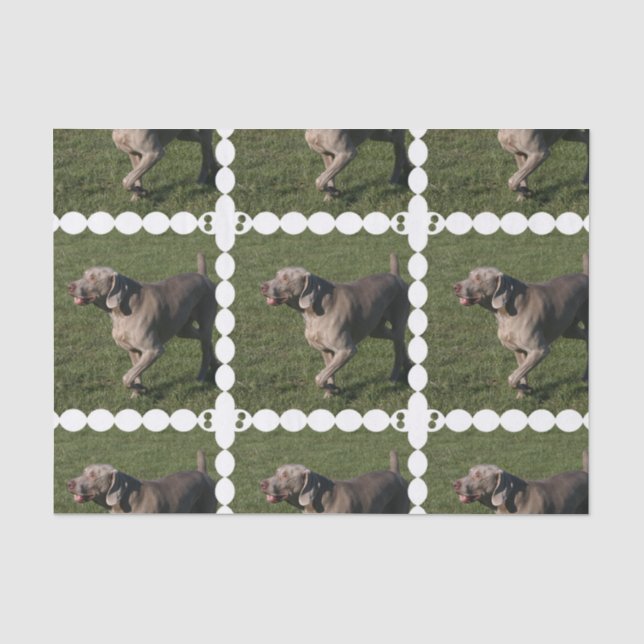 weimaraner-6 tissue paper (Front)