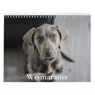 Weimaraner Calendar