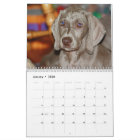 Weimaraner Calendar