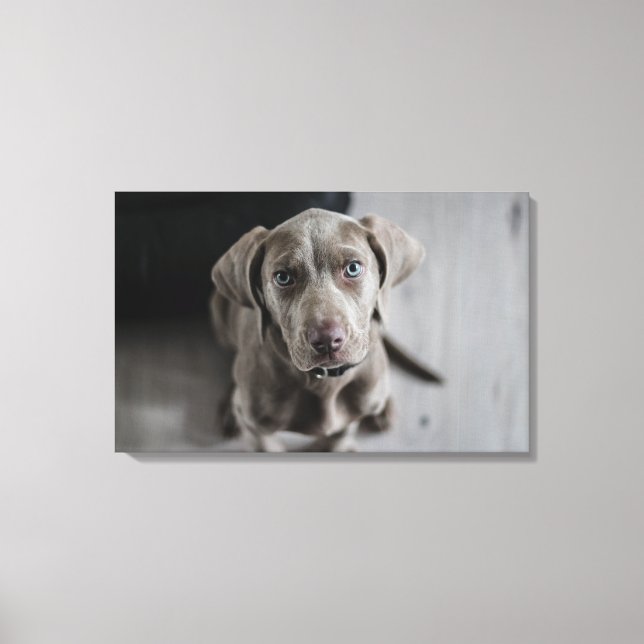 Weimaraner Canvas Print (Front)