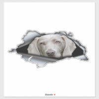 Weimaraner Car stickers Weimaraner sticker