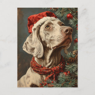 Weimaraner Christmas Postcard