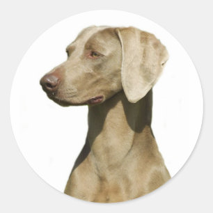 Weimaraner Classic Round Sticker