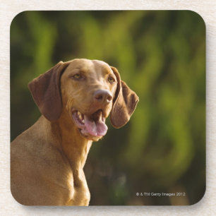 Weimaraner Coaster