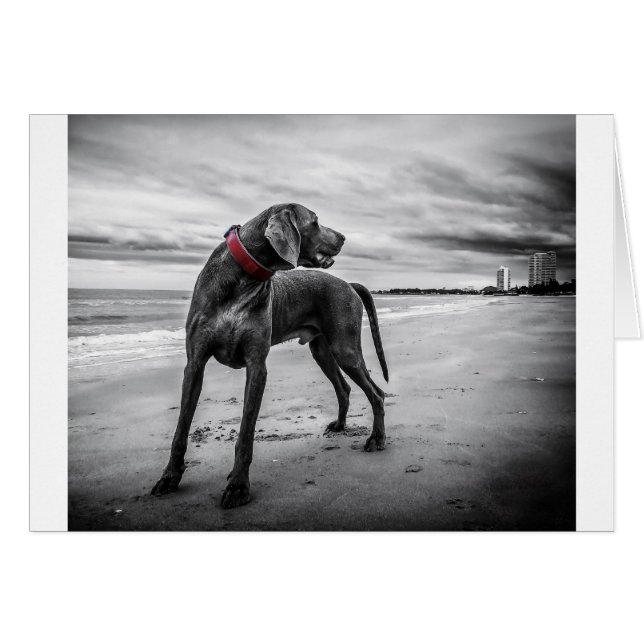Weimaraner Dog (Front Horizontal)