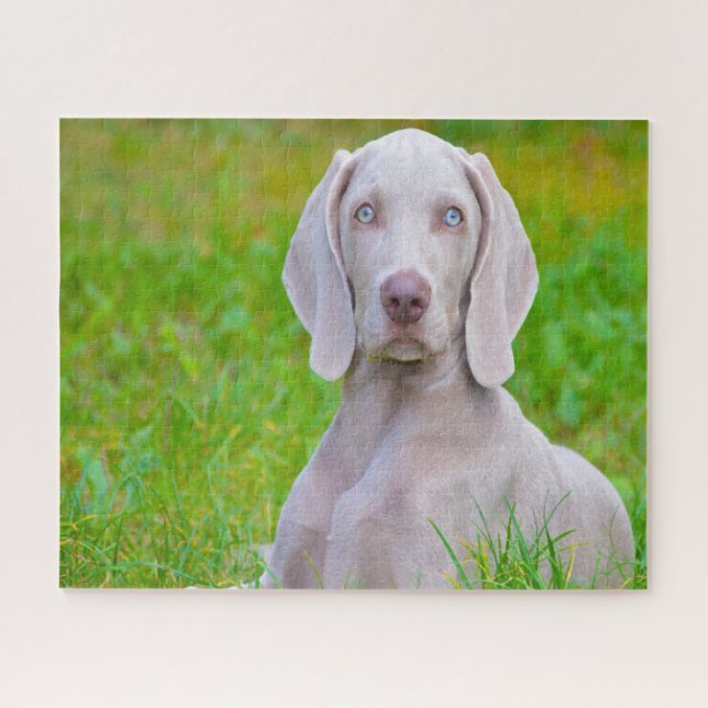 Weimaraner Dog Jigsaws. Jigsaw Puzzle (Horizontal)
