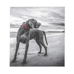 Weimaraner Dog Notepad