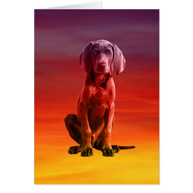 Weimaraner Dog Sitting On Beach (Front)