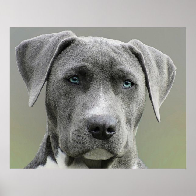 Weimaraner Grey Hunting Dog Poster (Front)