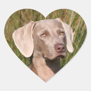 weimaraner heart sticker