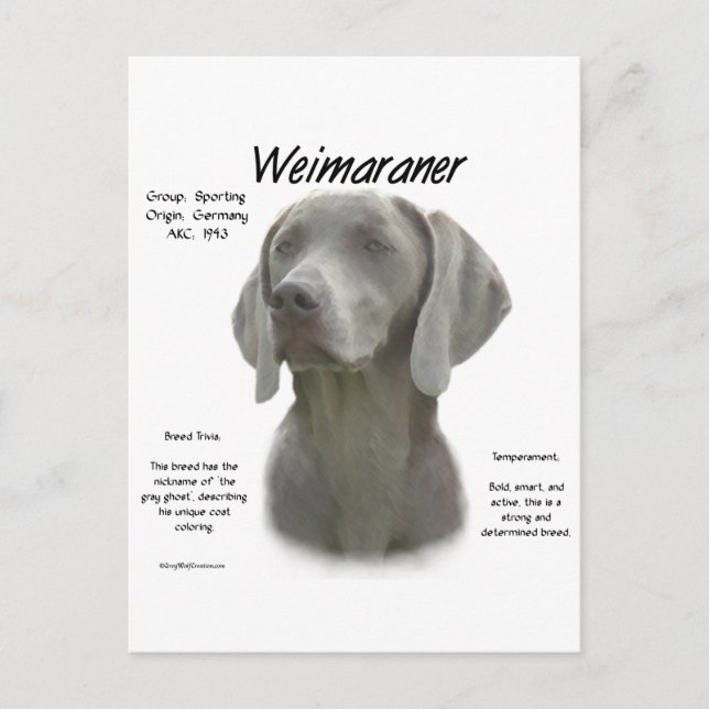 Weimaraner History Design Postcard (Front)