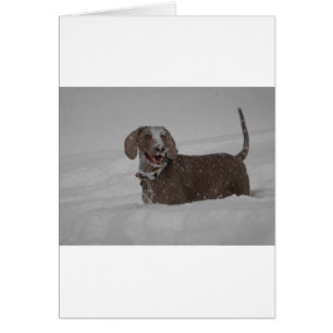Weimaraner in deep snow