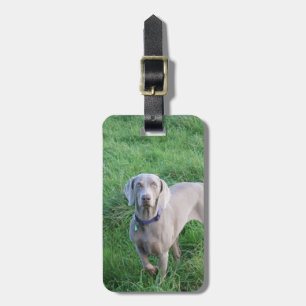 Weimaraner Lovers Luggage Tag