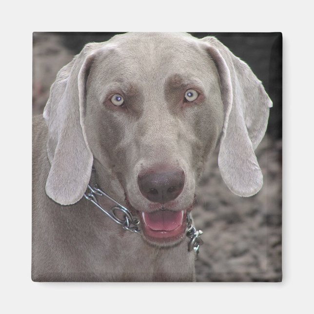 Weimaraner Magnet (Front)