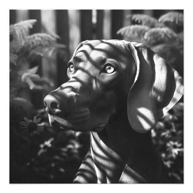  Weimaraner "Majestic Hunter" BW Photo Print (Front)