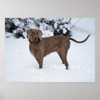 Weimaraner Male Dog In Winter