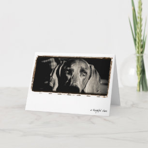Weimaraner Nation : "A Thoughtful Stare" Card