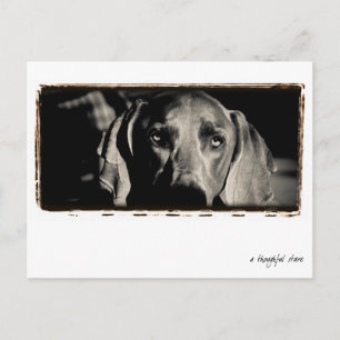 Weimaraner Nation : "A Thoughtful Stare" Postcard