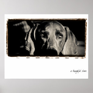 Weimaraner Nation : "A Thoughtful Stare" Poster