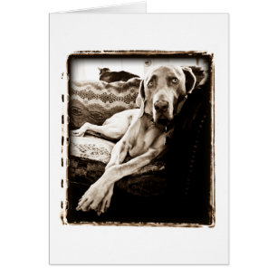 Weimaraner Nation : "Ballou's Chair"