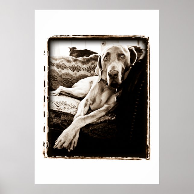 Weimaraner Nation : "Ballou's Chair" Poster (Front)