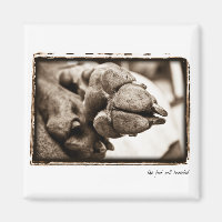 Weimaraner Nation : " The Foot Well Travelled"