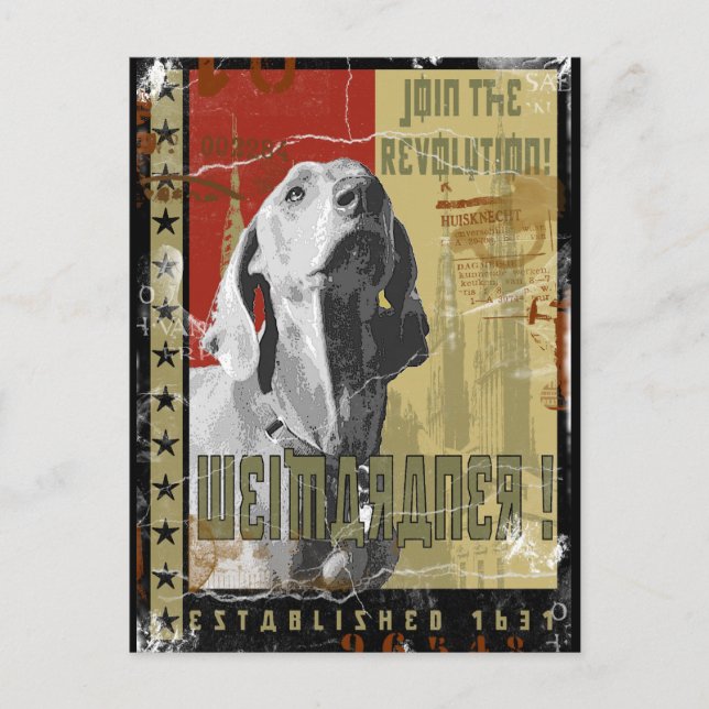 Weimaraner Nation : Vintage Weimaraner! Postcard (Front)