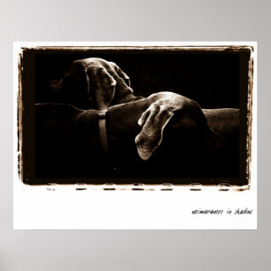 Weimaraner Nation : Weimaraners In Shadow Poster