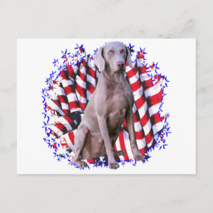 Weimaraner Patriot Postcard