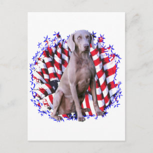 Weimaraner Patriot Postcard