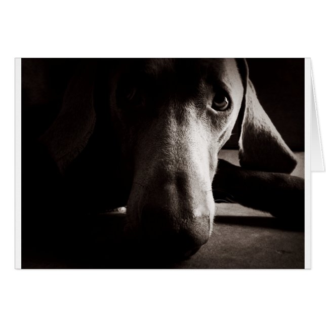Weimaraner portrait (Front Horizontal)