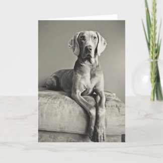 Weimaraner Portrait Card