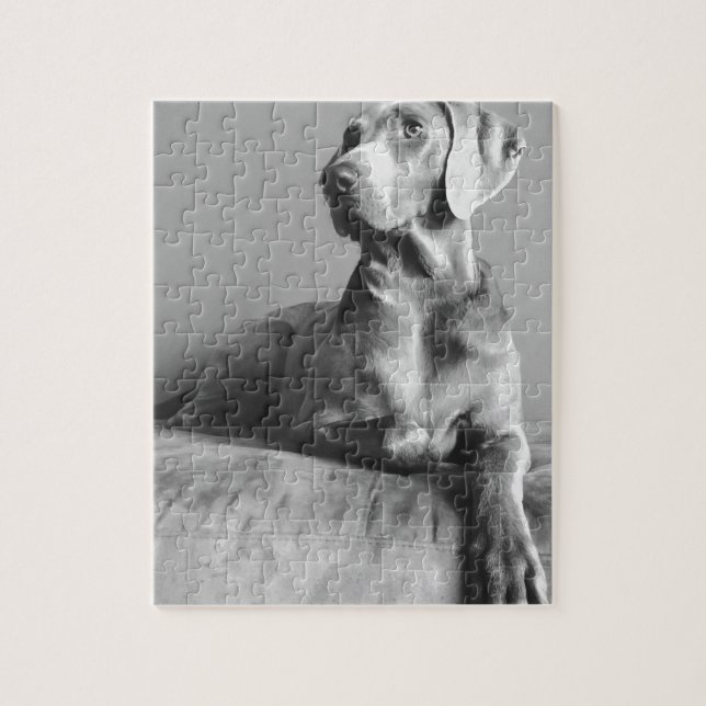 Weimaraner Portrait Jigsaw Puzzle (Vertical)