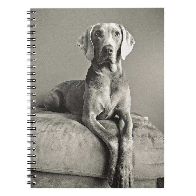 Weimaraner Portrait Notebook (Front)