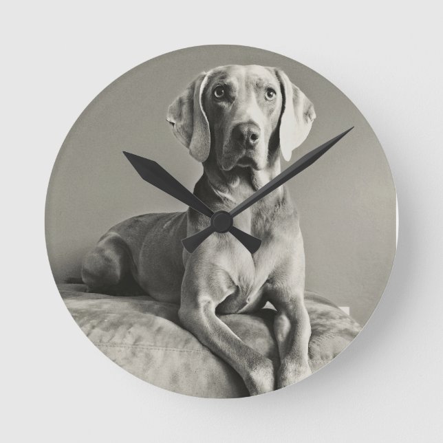 Weimaraner Portrait Round Clock (Front)