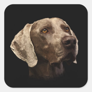 Weimaraner Portrait Square Sticker