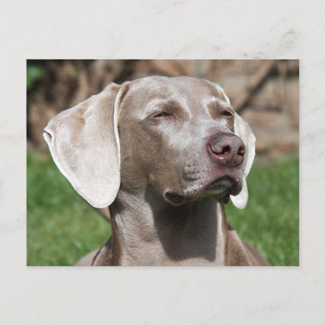 weimaraner postcard (Front)