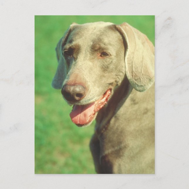 Weimaraner Postcard (Front)